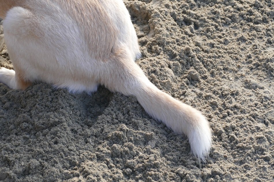 Tail of the dog on the sand