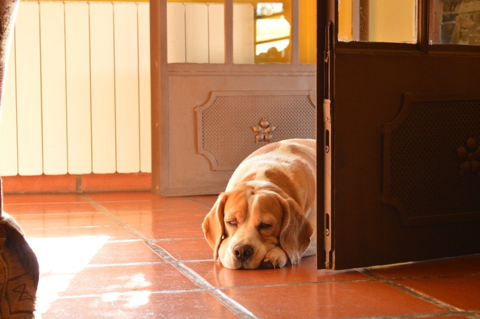 Brown gander dog