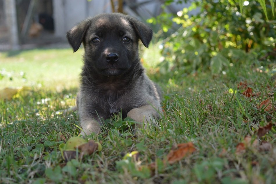 charming puppy in the garden
