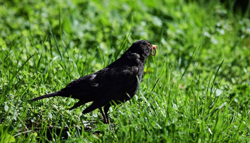 bird on grass in spring