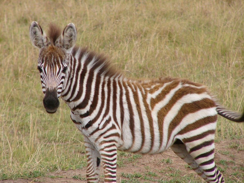 striped zebra during African safari