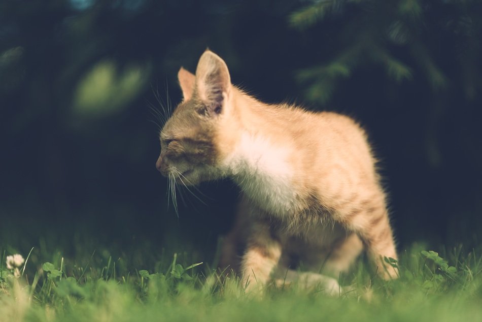 cat with injuries in the village
