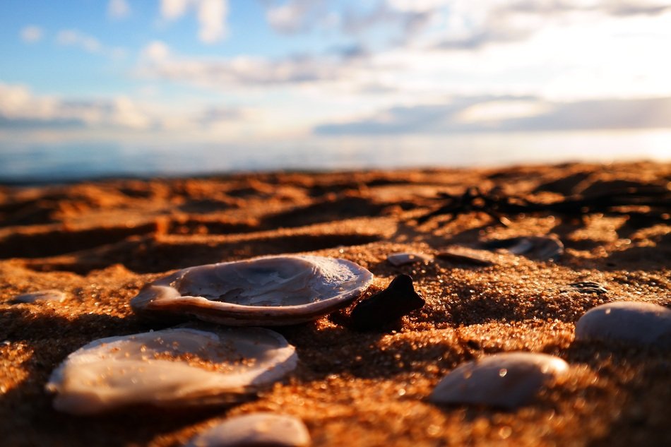 attractive Sands Shells