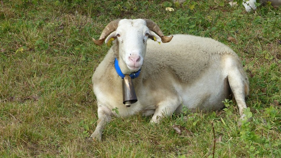 White sheep in nature