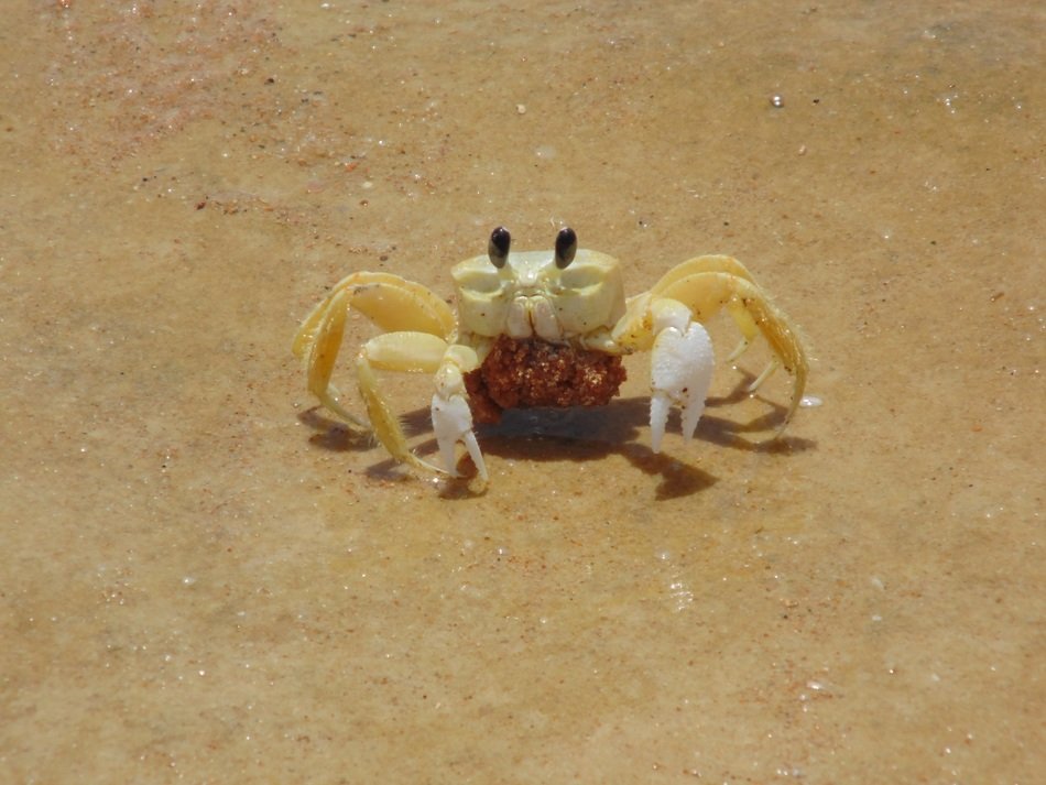 Crayfish Siri Animals