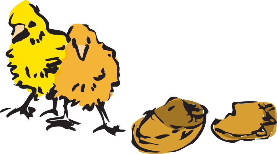 Picture of chicks