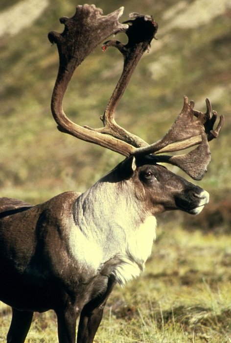 reindeer in the reserve
