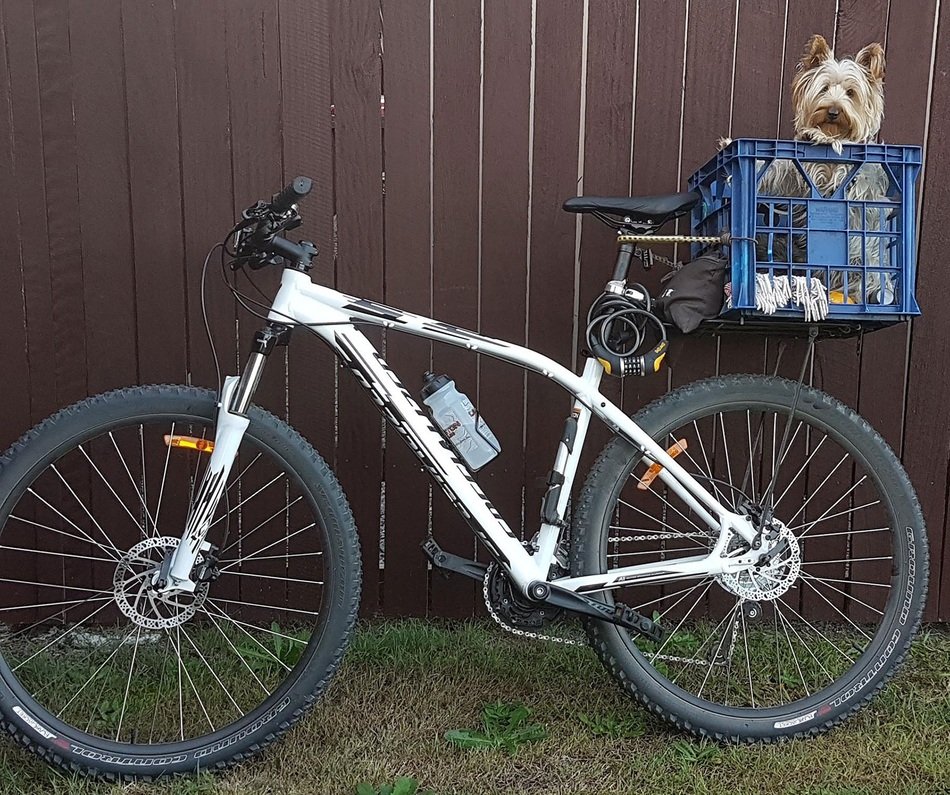 the dog in the trunk of the bike