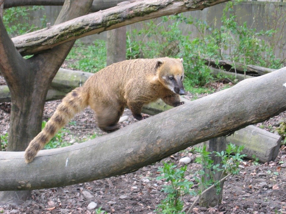 cute Coati in the wildlife