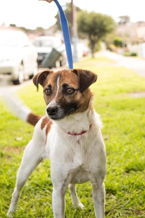 domestic dog on а leash
