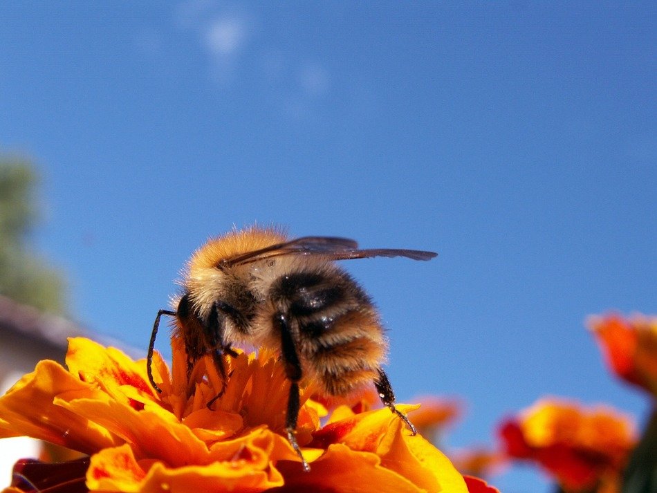 Bee on marigold flower at sky