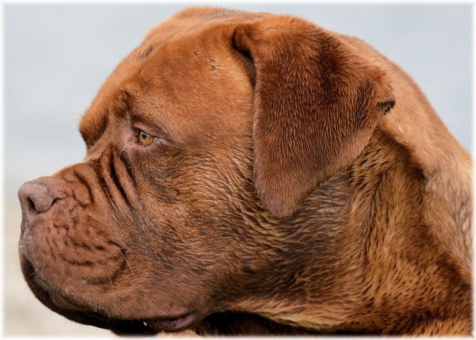 Bordeaux's wet snout