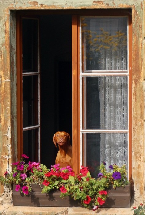 hound dog in open window