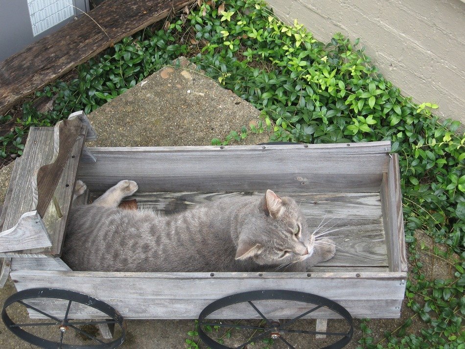 gray cat in the garden wagon