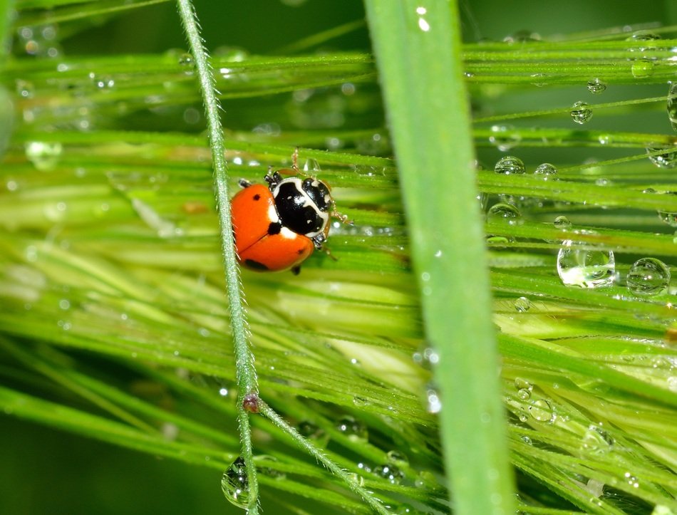 ladybug on the wet grass
