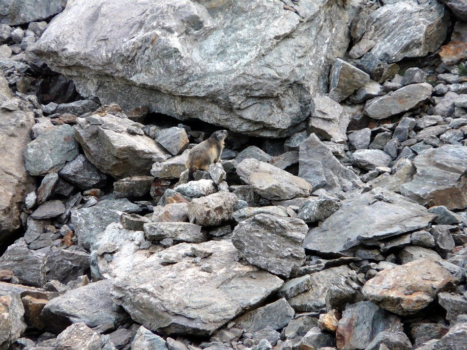 rocas en el suelo close-up