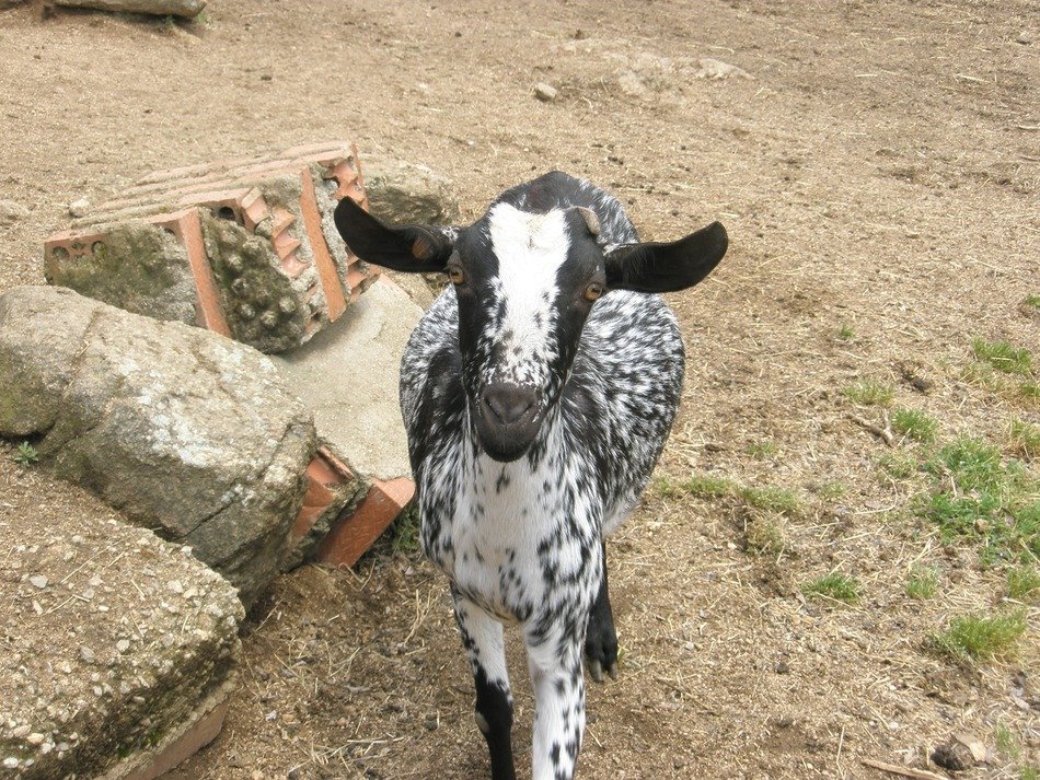 Picture of Goat on a farm