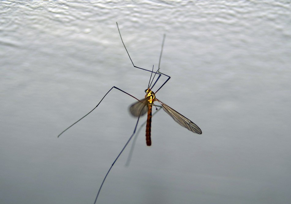 Macro photo of mosquito