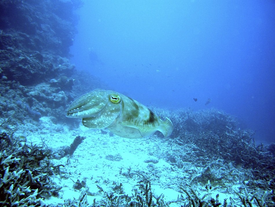 squid near reef