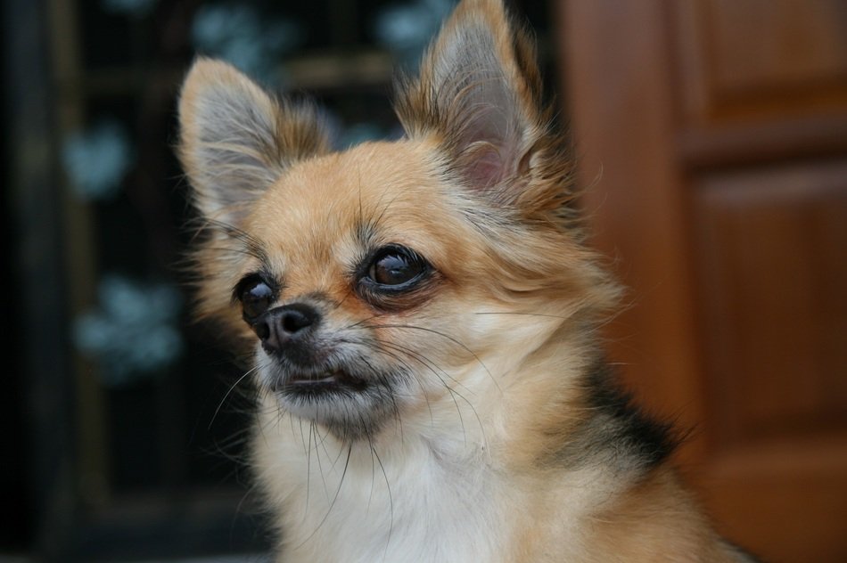 photo portrait of little shih tzu