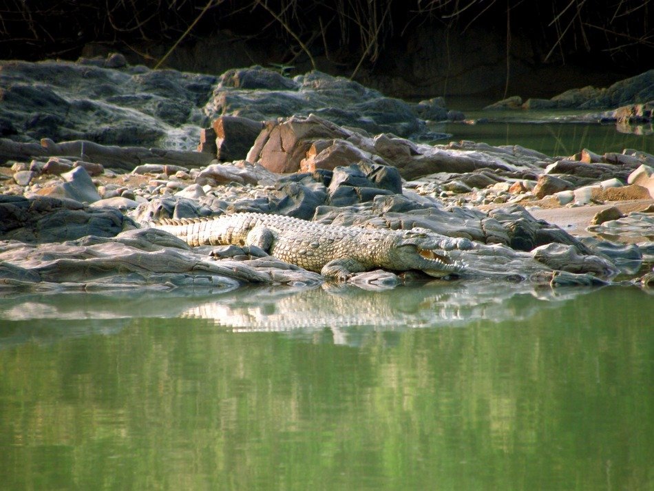 Crocodile in Namibia