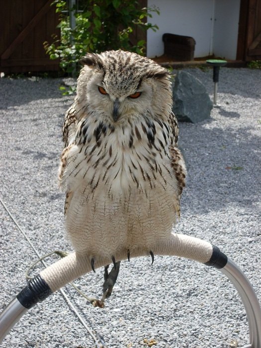 Eagle owl at day