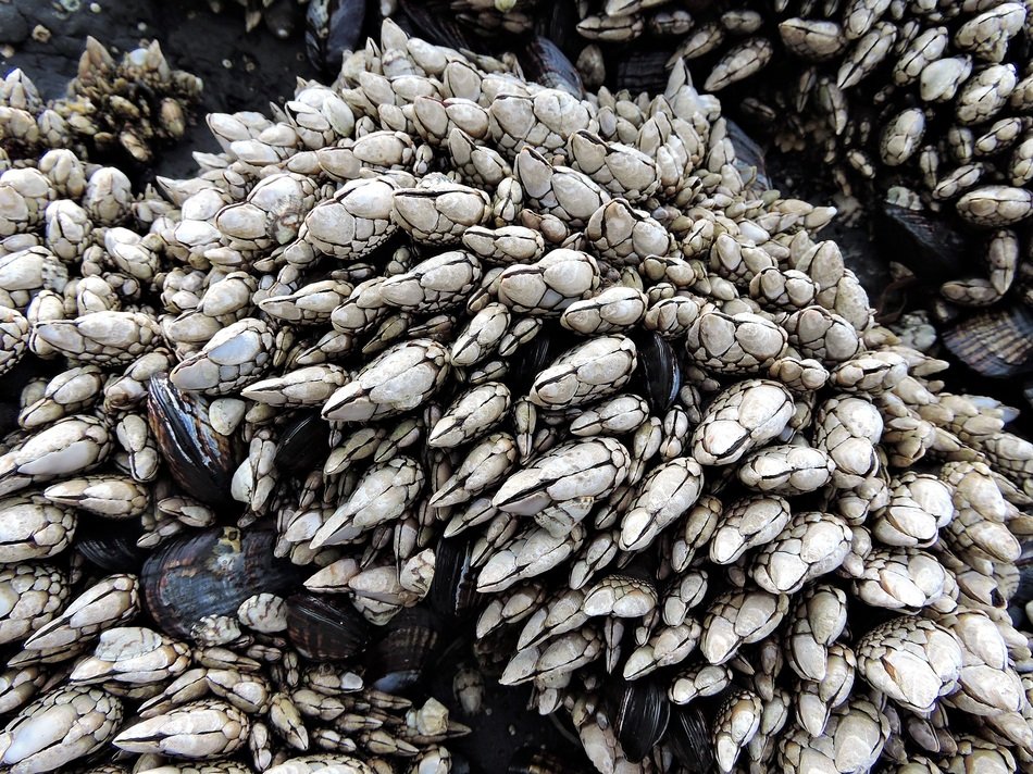 barnacles on the coast