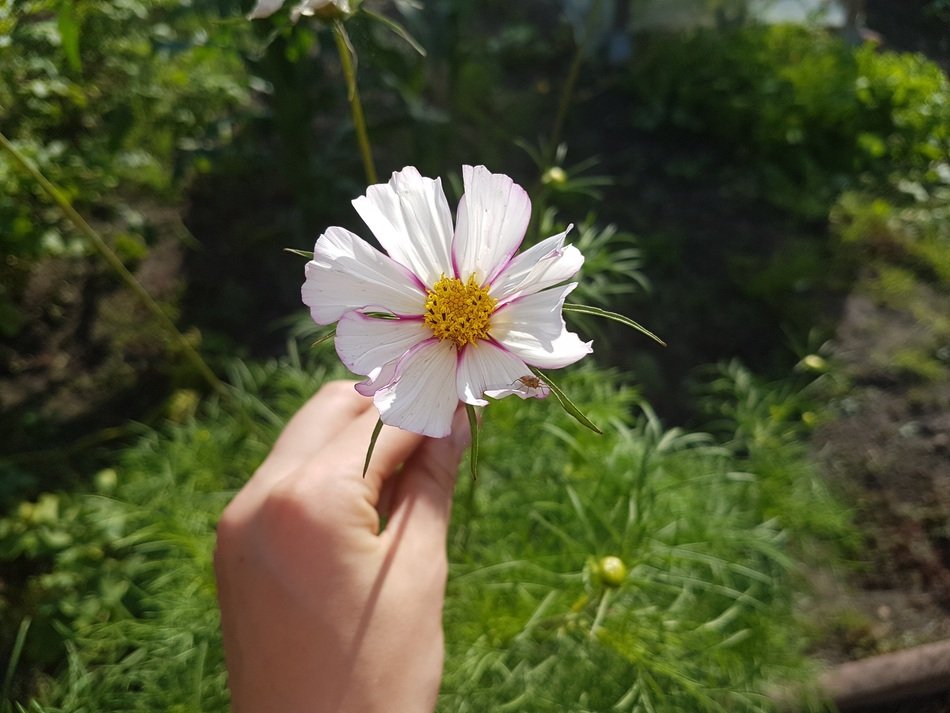 pale pink cosmea in hand