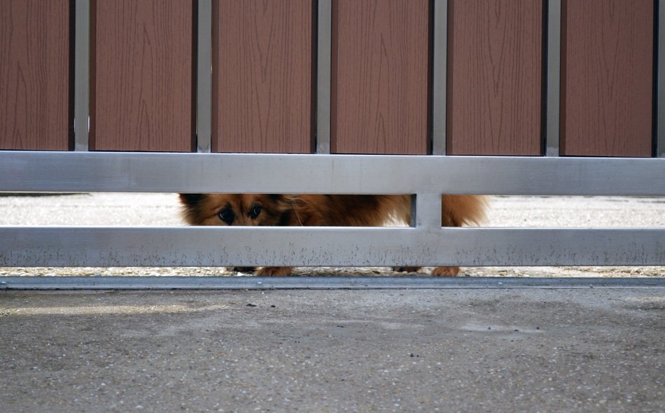 small dog behind the fence