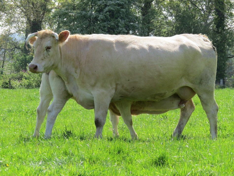 farm cattle on the meadow