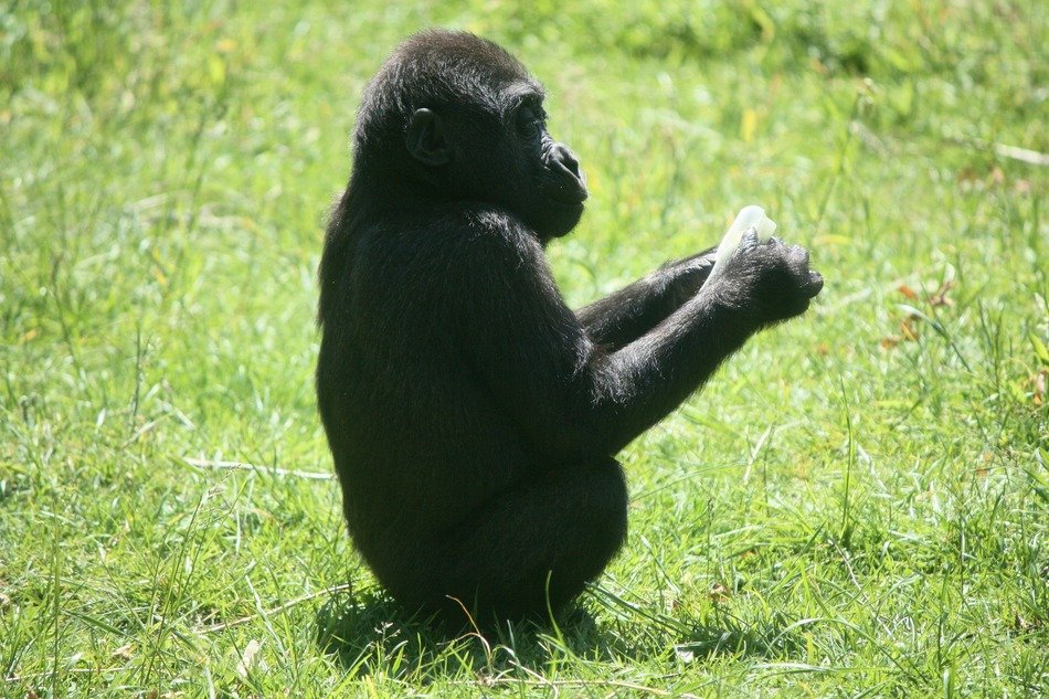 Black Gorilla Baby