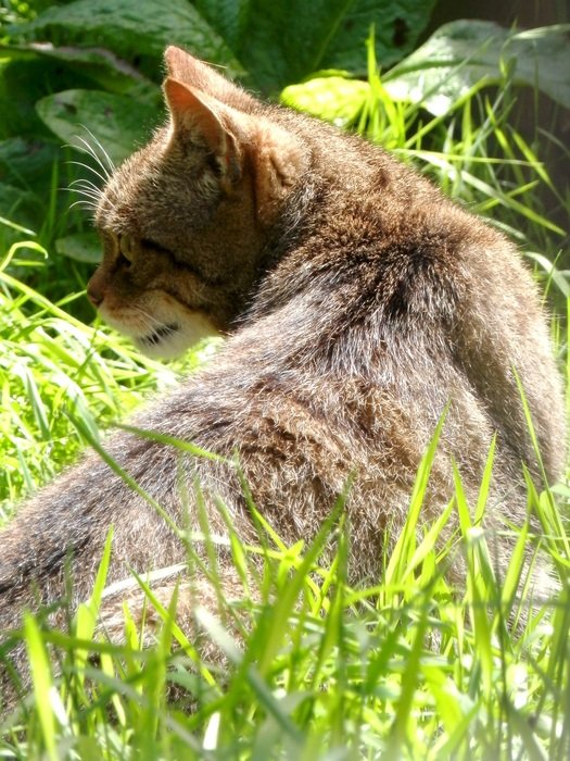 picture of the Scottish Wildcat