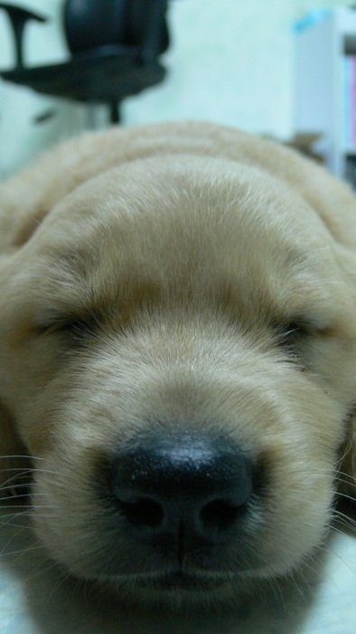 golden puppy with eyes closed