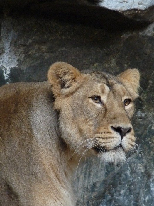 delightfully gentle Lioness