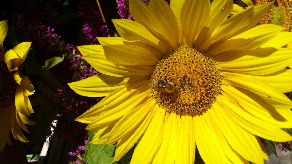 insect on sunny flower