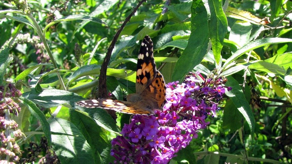 Painted Lady Butterfly on Lilac macro