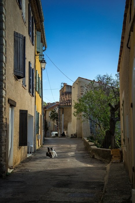 border collie in a village in the South of France
