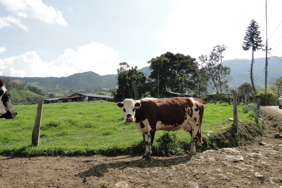 Cow on soil road at farm