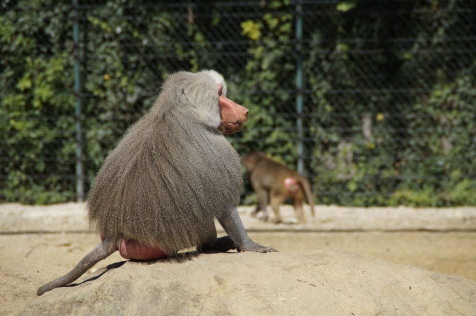 furry baboon in the zoo