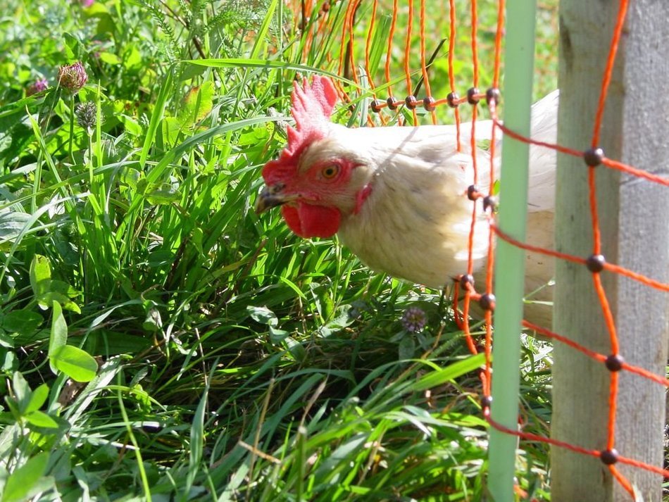 chicken behind a fence on green grass