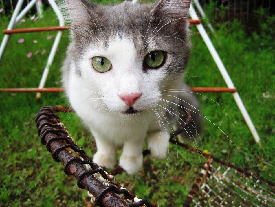 watching cat with green eyes