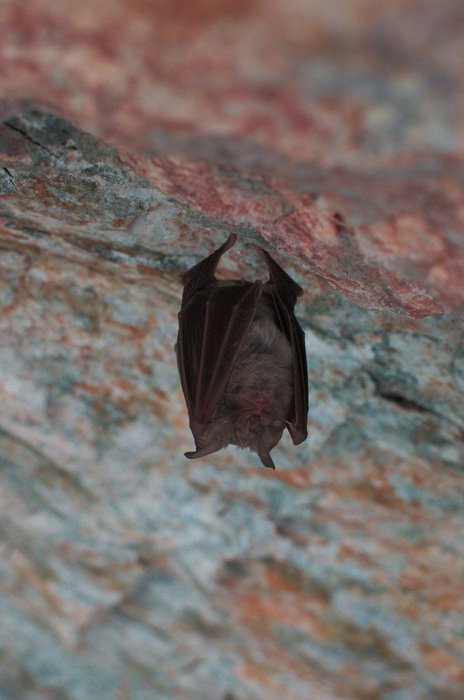 Bat is sleeping