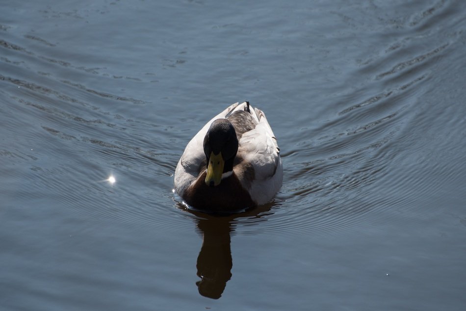 duck swims in a pond in the Netherlands