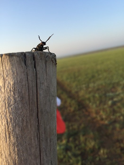 insect among the meadow close up