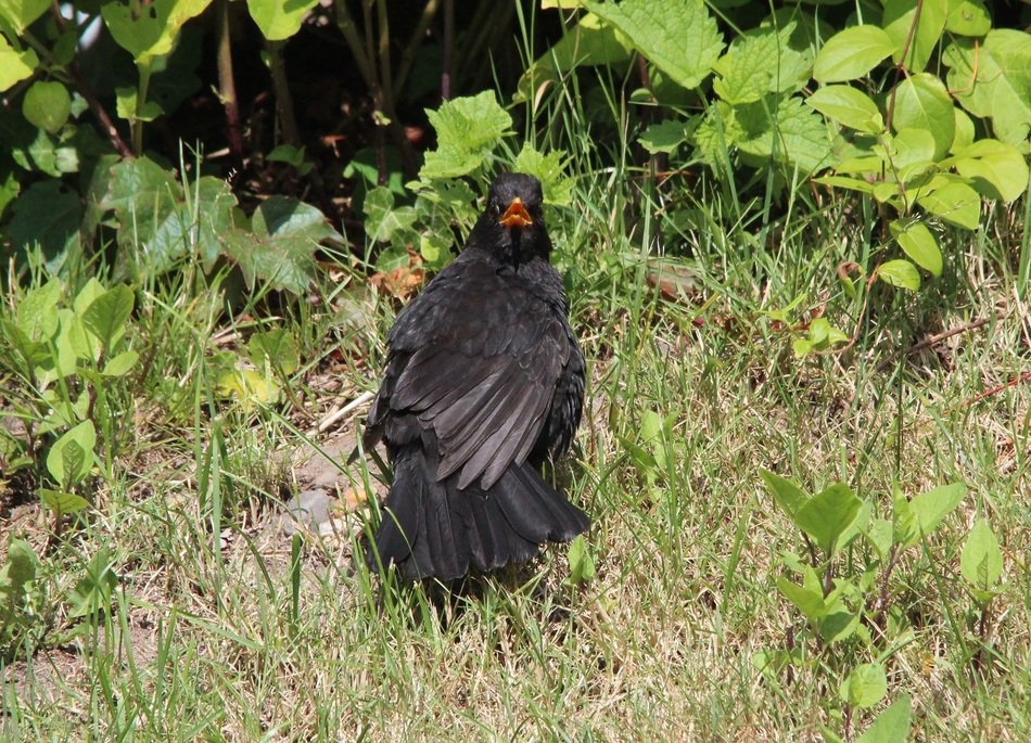 blackbird near the green bush