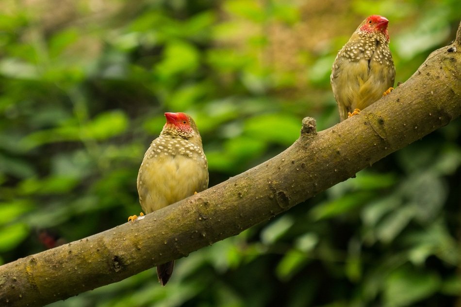 birds in the butterfly park