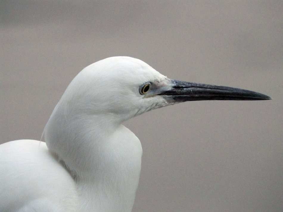 bird of the heron family, Egretta garzetta