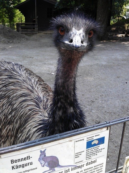 Emu in the park