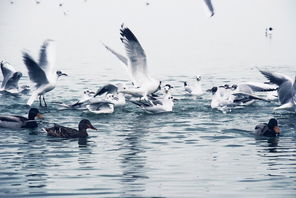 Birds in the lake in winter