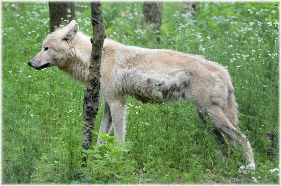 Beautiful white wolf on green glade among the plants